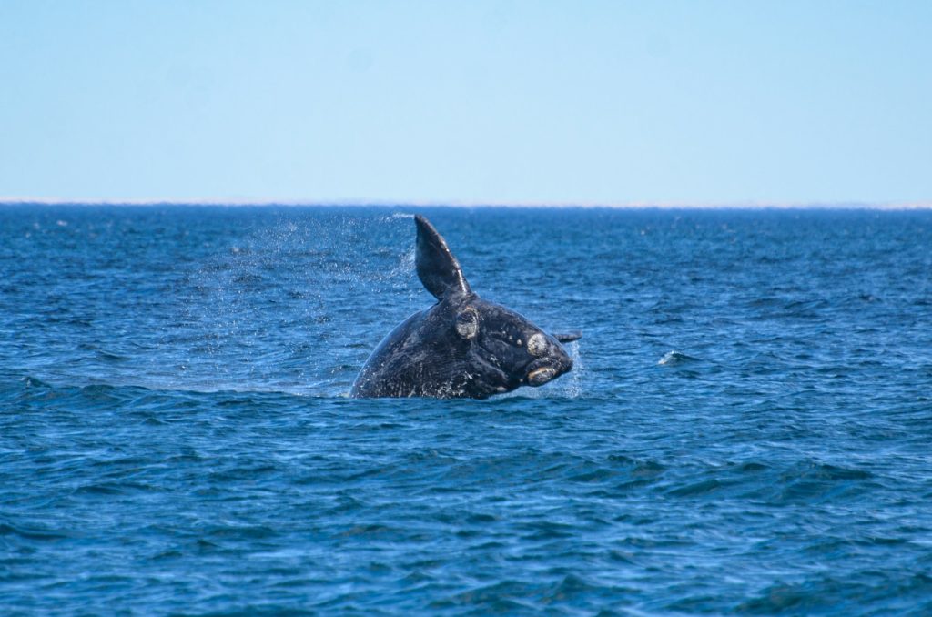 Foto de uma baleia nadando no oceano