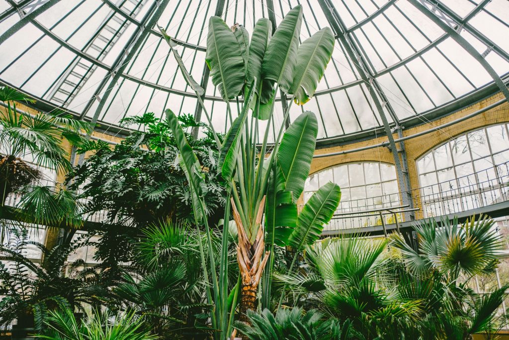 Palm Greenhouse. Foto de bananeira dentro de edifício de vidro. 