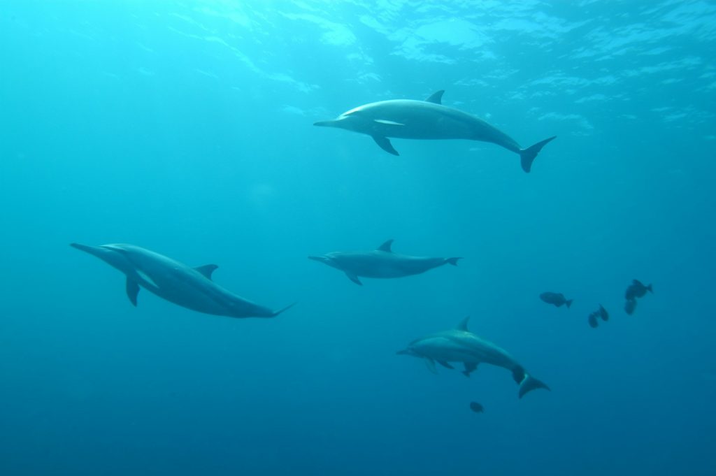 Fernando de Noronha. Foto debaixo da agua com golfinhos nadando.