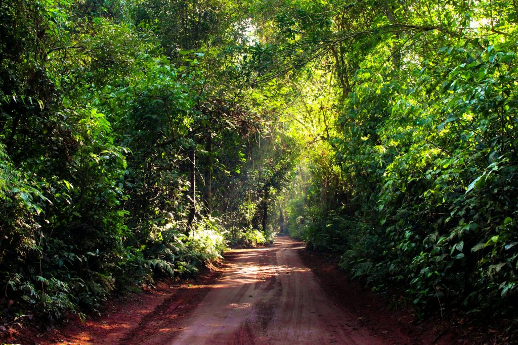 Foz do iguaçu. corredor de terra com arvores ao redor