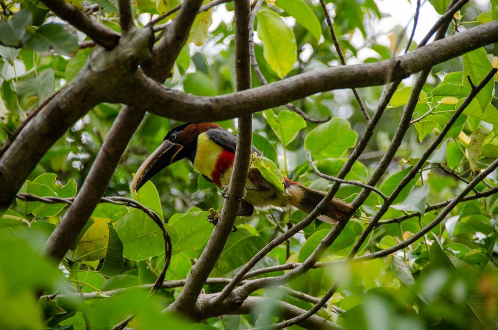 Foz. Foto de um tucano no galho de uma arvore.