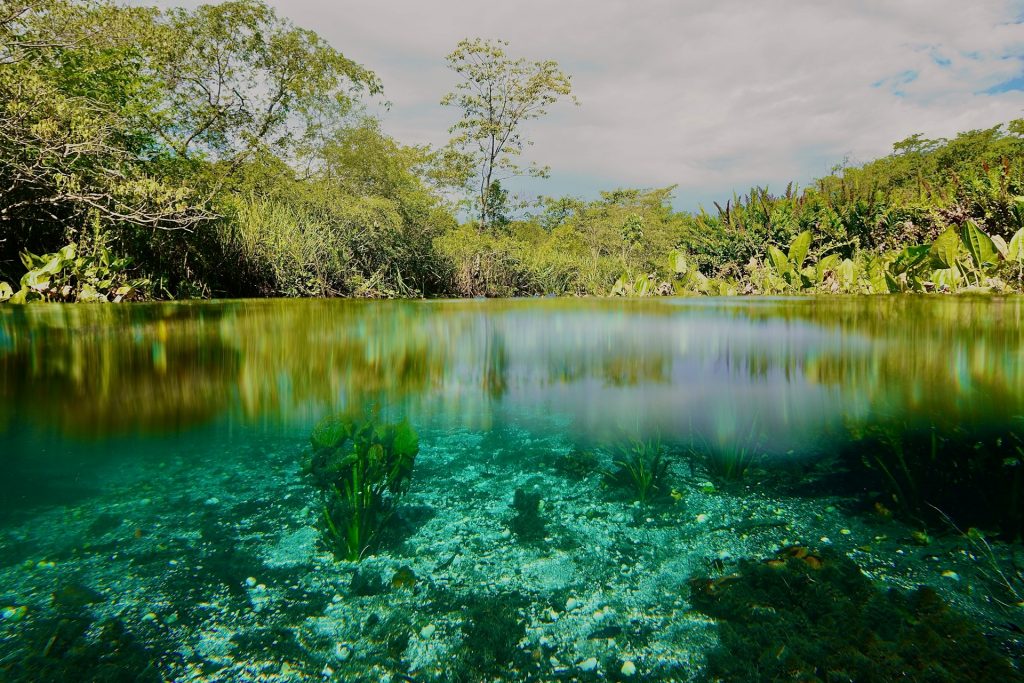 Rio Sucuri. corpo de agua cercado por plantas