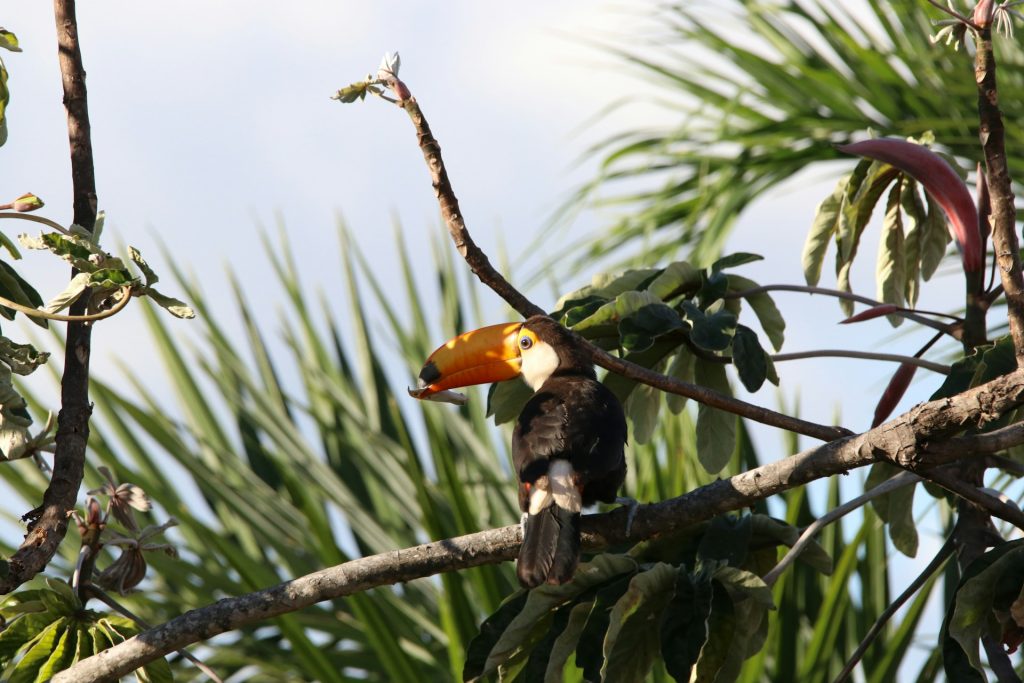 foto de passaro tucano em galho de uma arvore