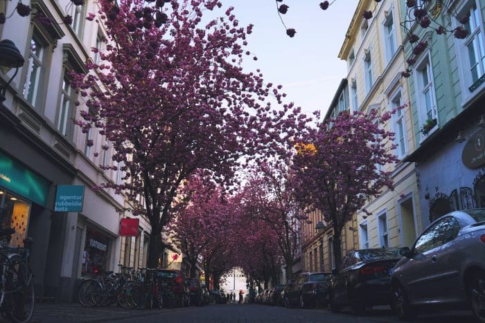 Bonn. Rua arborizada com flores rosa e com carros estacionados.